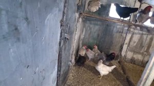 Новый питомец в хозяйстве. Петух породы Маран