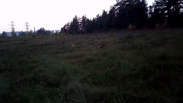 Ирландский терьер. Поиск./ Irish terrier