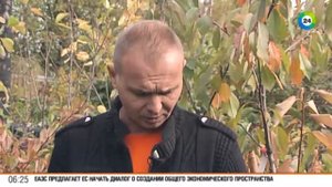 Полезные советы выбираем саженцы смородины