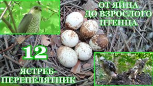 От яйца до взрослого птенца. Ястреб-перепелятник ( Accipiter nisus ). 12 часть