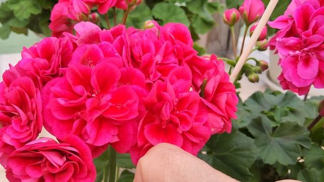 #544.Два ярких ,компактных сорта пеларгонии, сравнительный обзор новинок селлекции СиМ! смотреть онлайн