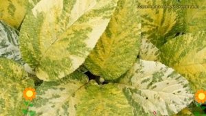 Калина гордовина Ауреовариегата. Краткий обзор, описание viburnum lantana Aureovariegata