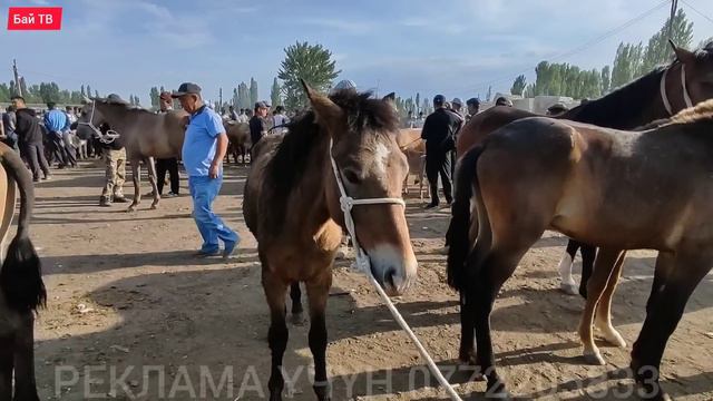 ЖЫЛКЫ БЭЭ БАЙТАЛ ТАЙ БААЛАРЫ 🤯 #байтв