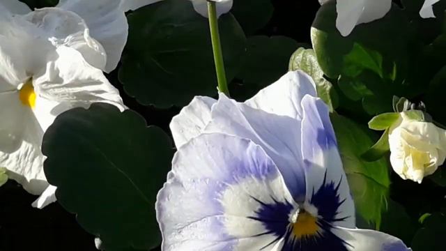 Ритуал - онлайн от встречи с 3-мя 6. смотреть онлайн