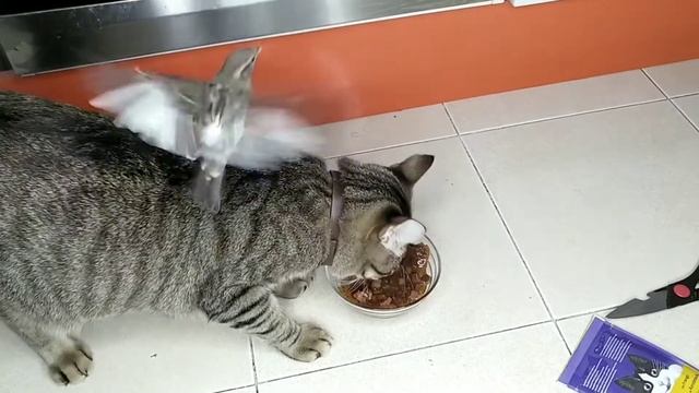 Консервы для кошек. Стоит ли покупать те что дороже? смотреть онлайн