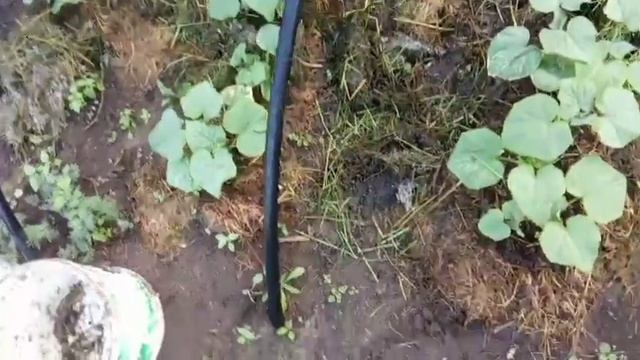 Мои огурцы сгорели под клеенкой. Что делать? смотреть онлайн