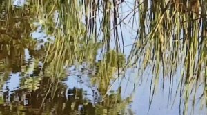 Озеро Белое