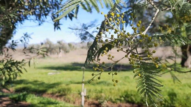 А у нас в Италии ,мимоза распустилась-29.01 .2022.. смотреть онлайн