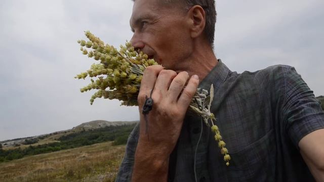 Трава пахнущая лимоном Поход Август смотреть онлайн