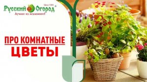 ТРИ ПРАВИЛА - нужно сделать, когда купили комнатное #растение и принесли его в #дом.