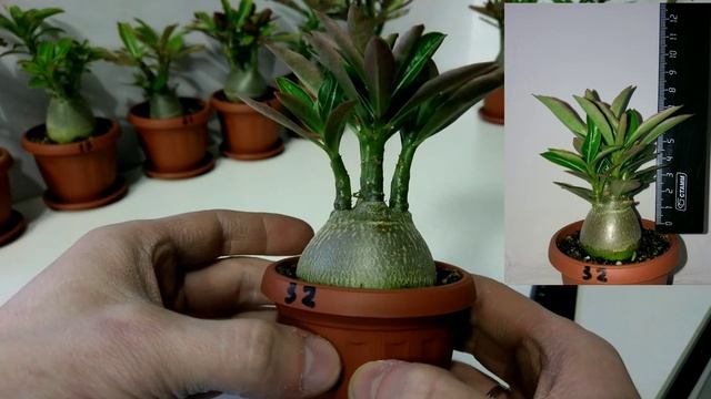 Адениумы спустя 40 дней. смотреть онлайн