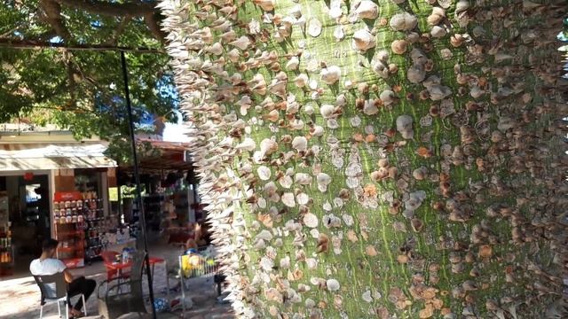 Дерево - "кактус" смотреть онлайн