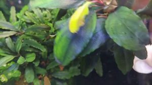 Буцефаландры в моем аквариуме Aquarium BucephalanraБуцефаландра-"Супер Блю" Bucephalandra Super blu