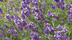 Lavandula angustifolia ´Ellagance Purple´ čes. levandule lékařská