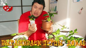 Выращиваем острый перец. Перец чили дома - это круто! Сезон чили перца 2018.