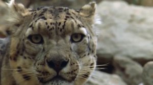 СНЕЖНЫЙ БАРС - он же ирбис - истинный хозяин заснеженных гор! Самое интересное о снежном барсе!