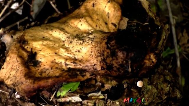 Грибы Кораллы Рогатики смотреть онлайн