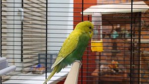как проходит адаптация попугая