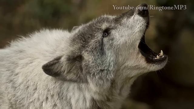 Wolf Howl - Ringtone Mp3 смотреть онлайн