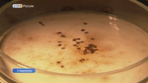 Как предотвратить укусы насекомых на отдыхе: советы специалиста