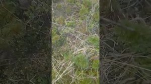 21,04,22. пион воронец советы по посадке.