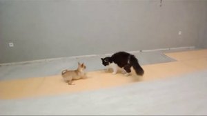 Чихуахуа против кота. Кот против собаки.