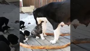 Злые щенки среднеазиатской овчарки атакуют свою мать...