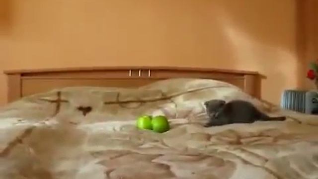 Эти стрАшные стрАшные яблоки...:-))) смотреть онлайн