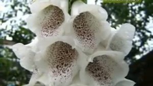 Наперстянка многолетняя выращивание из семян