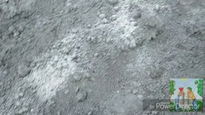 Выращивание лука из семян рассадой за один сезон/Сорта лука #халцедон