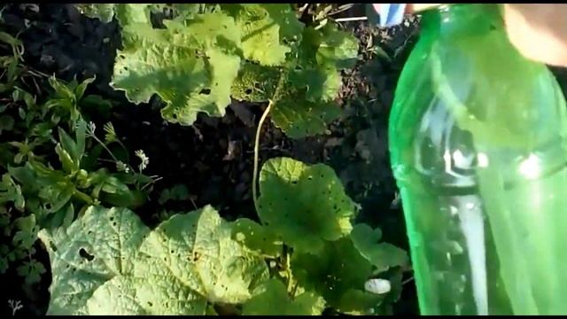 Шток- роза отцвела. Готовим к зиме.. смотреть онлайн