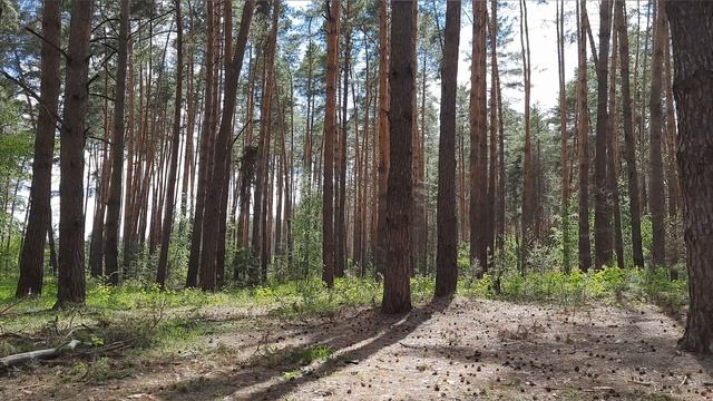 Сосновый лес. Легкий шум весеннего леса.
