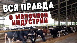 Дорогое молоко Технологическая коровья ферма.mp4