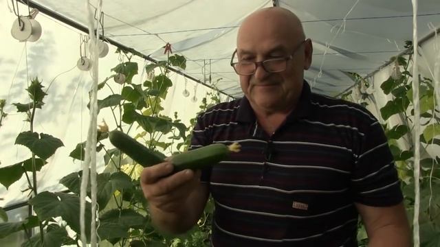 Фитофтороза не будет!!! Дачные сезоны с Мариной Рыкалиной19.06.19.