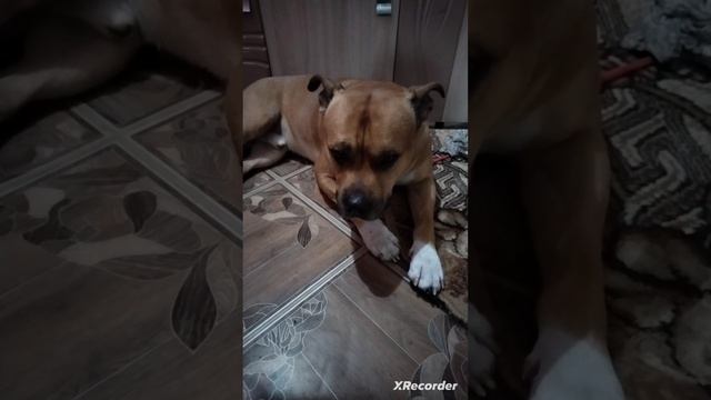 #смешные#домашниеживотные