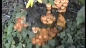 Как мы жили в СССР