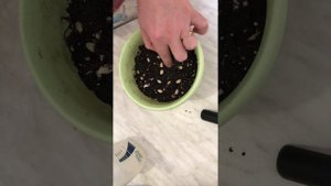 Посадка лимона. Лимон из косточек.семена лимона . Комнатные растения