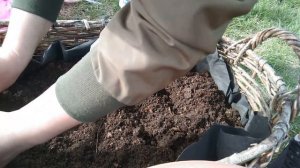 Каллы высадка в сад!