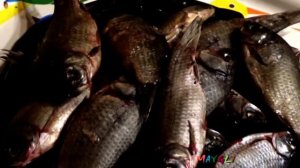 Рыбка Плавала по Дну!  Что это за рыба такая?