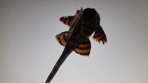 Сом L397 Красная Зебра (Catfish L397 Red Zebra)