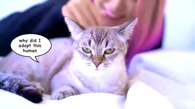 20 советов как быстро заснуть от Венжи смотреть онлайн