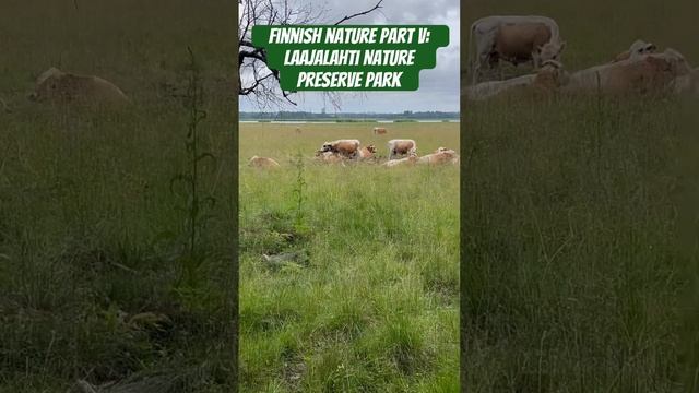 Herd of young bulls in the preserved park of Espoo / Cтадо бычков в заповеднике в Эспоо