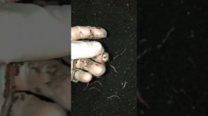 Как понять что червь созрел и готов откладывать коконы?