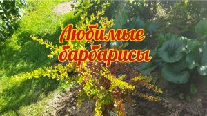 Любимые барбарисы у меня в саду с названиями сортов!