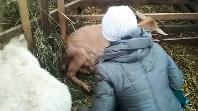 Первые роды (окот) у козы. Как выглядит молозиво. смотреть онлайн