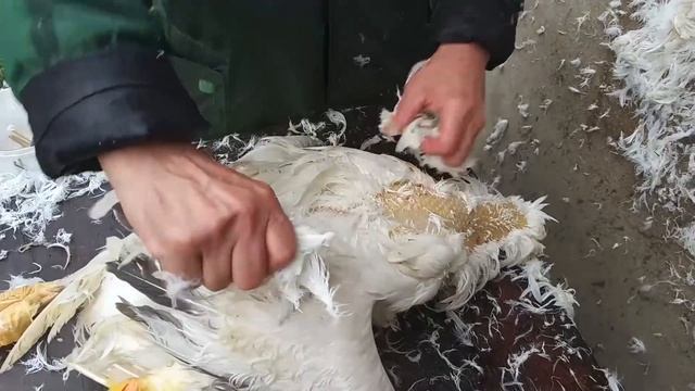 Обзор и тест перощипательной насадки на дрель. Перосъемный барабан для ощипывания кур и гусей.
