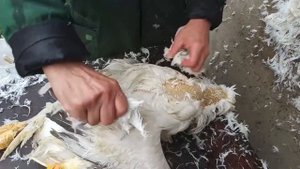 Обзор и тест перощипательной насадки на дрель. Перосъемный барабан для ощипывания кур и гусей.