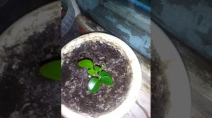 Мурайя из семян часть 1