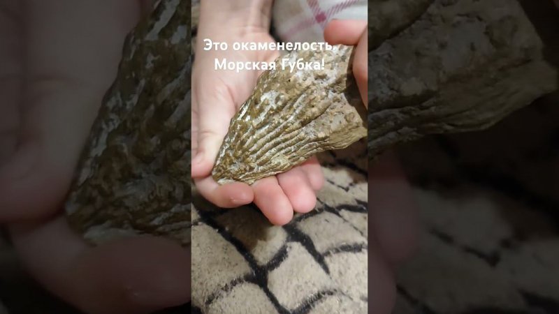 Морская губка. Окаменелость Мелового периода.