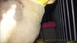 Корелла с отросшим клювом, перед обрезкой.